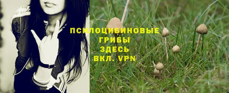 гидра зеркало  где найти наркотики  Армавир  Псилоцибиновые грибы Psilocybe 